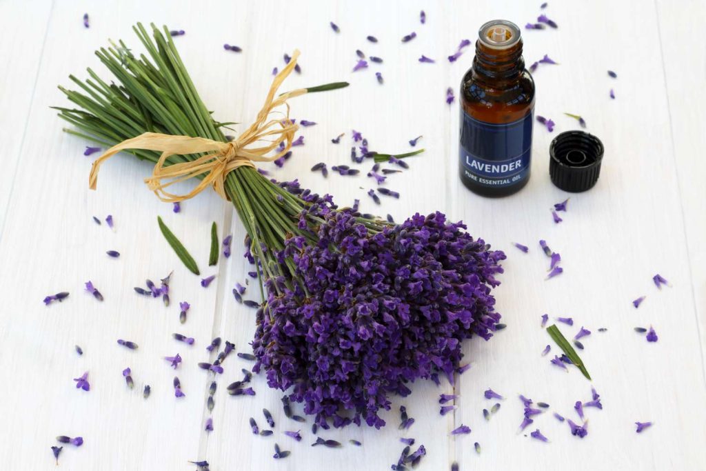 Lavender Dalam Dunia Aromaterapi: Khasiat Dan Penggunaannya
