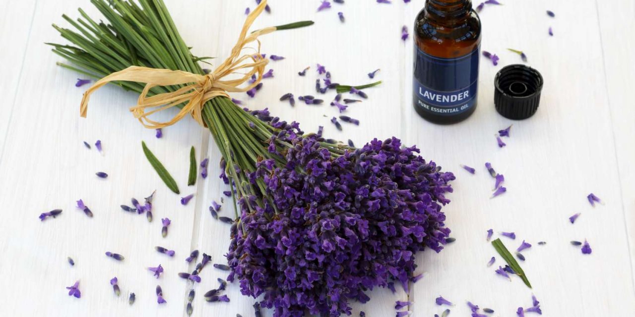 Lavender Dalam Dunia Aromaterapi: Khasiat Dan Penggunaannya