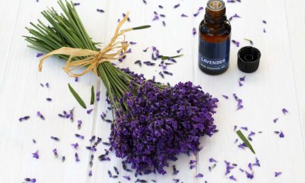Lavender Dalam Dunia Aromaterapi: Khasiat Dan Penggunaannya