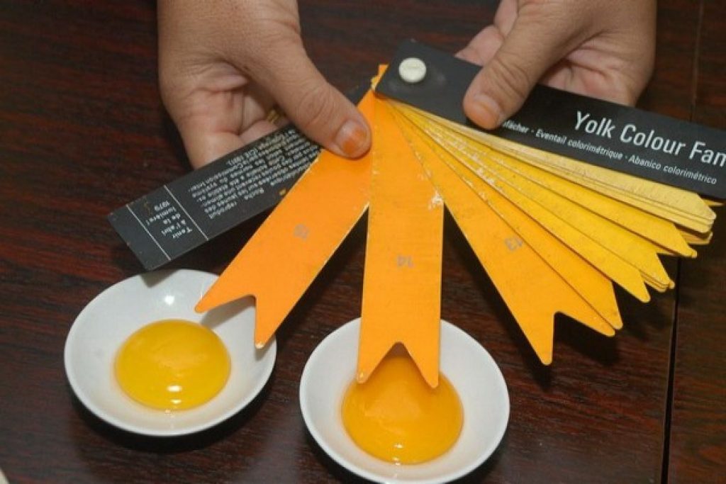 Manfaat Telur Ayam Omega Baik Untuk Jantung Dan Otak