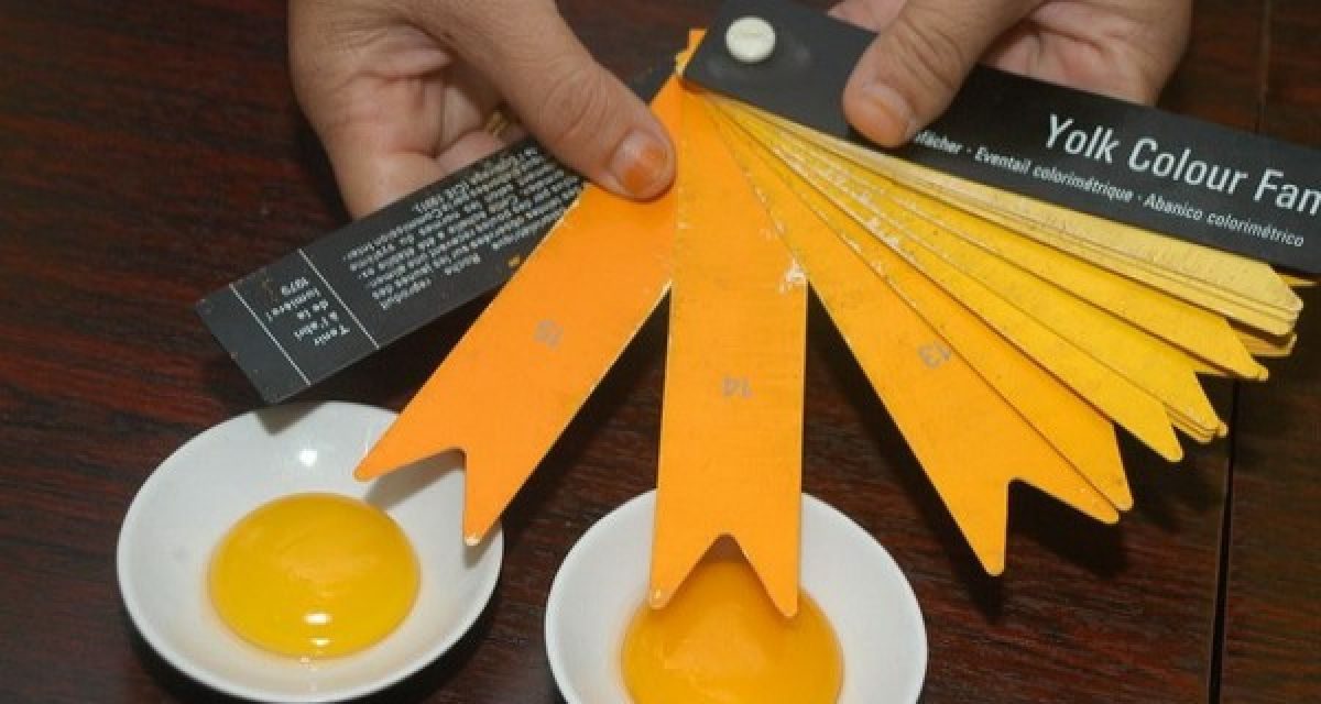 Manfaat Telur Ayam Omega Baik Untuk Jantung Dan Otak