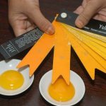 Manfaat Telur Ayam Omega Baik Untuk Jantung Dan Otak