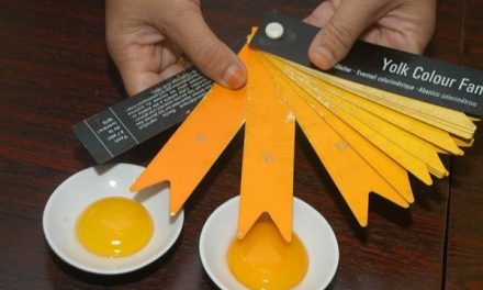 Manfaat Telur Ayam Omega Baik Untuk Jantung Dan Otak