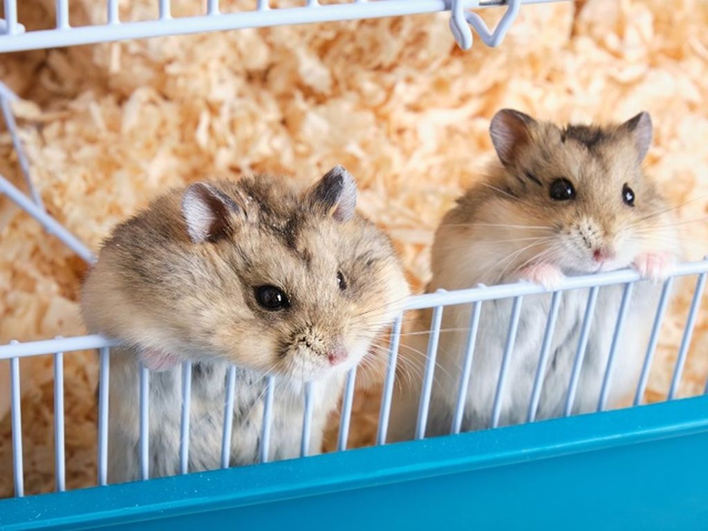 Fakta Menarik Tentang Hamster Yang Jarang Diketahui