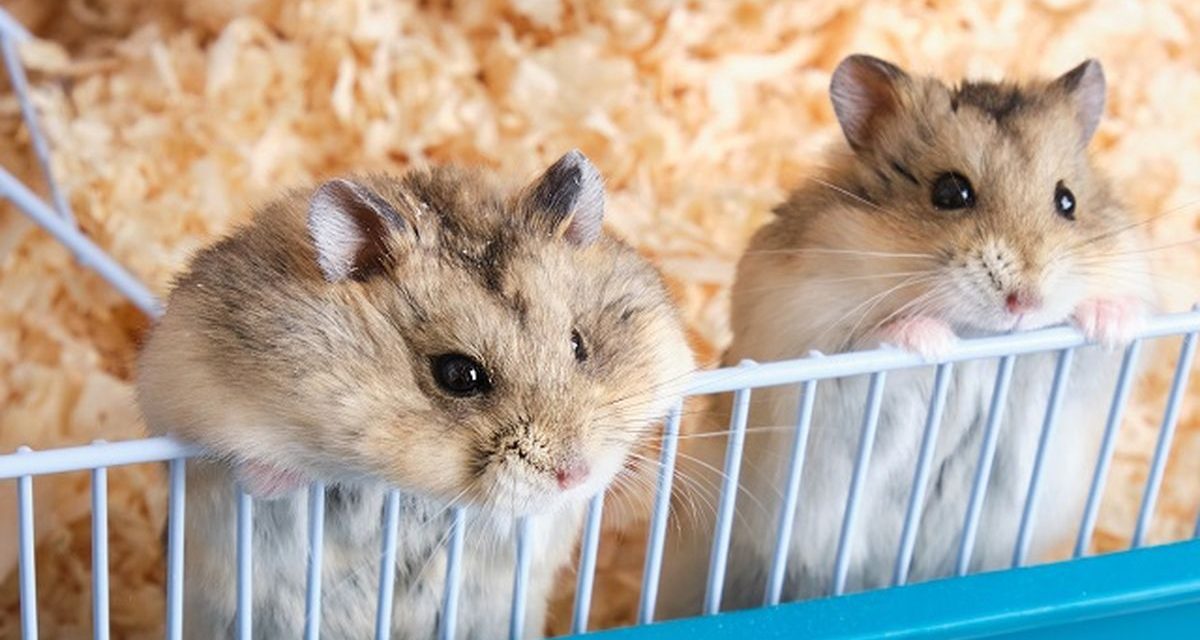 Fakta Menarik Tentang Hamster Yang Jarang Diketahui