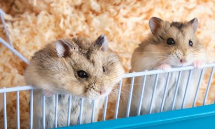 Fakta Menarik Tentang Hamster Yang Jarang Diketahui