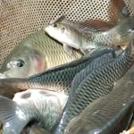 Tantangan Dan Peluang Pengembangan Ikan Mas Di Danau Toba