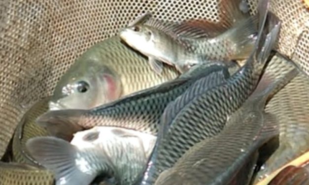 Tantangan Dan Peluang Pengembangan Ikan Mas Di Danau Toba
