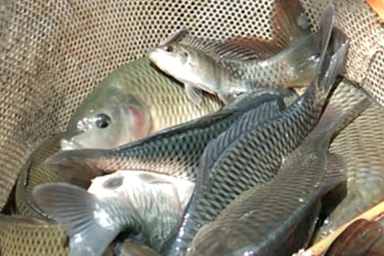 Tantangan Dan Peluang Pengembangan Ikan Mas Di Danau Toba