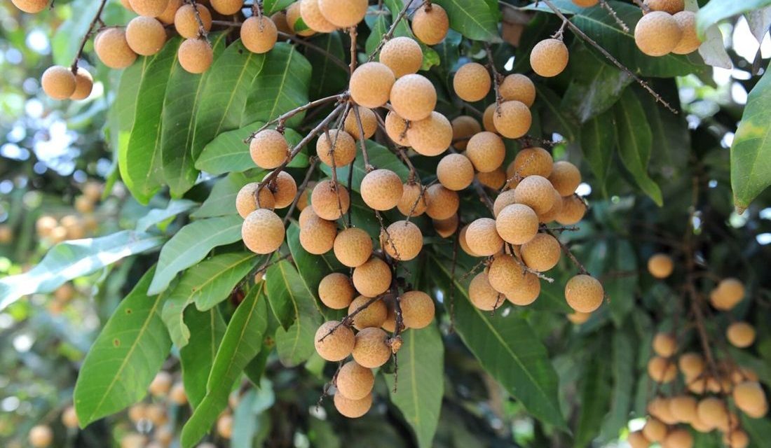 Tips Merawat Pohon Kelengkeng Agar Cepat Berbuah