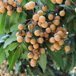 Tips Merawat Pohon Kelengkeng Agar Cepat Berbuah