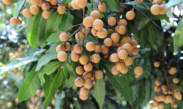 Tips Merawat Pohon Kelengkeng Agar Cepat Berbuah