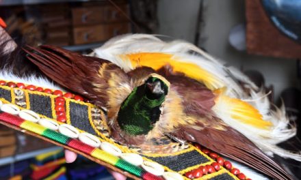 Mengenal Kebiasaan Burung Cenderawasih Yang Memikat Dunia