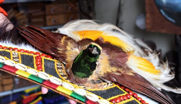 Mengenal Kebiasaan Burung Cenderawasih Yang Memikat Dunia