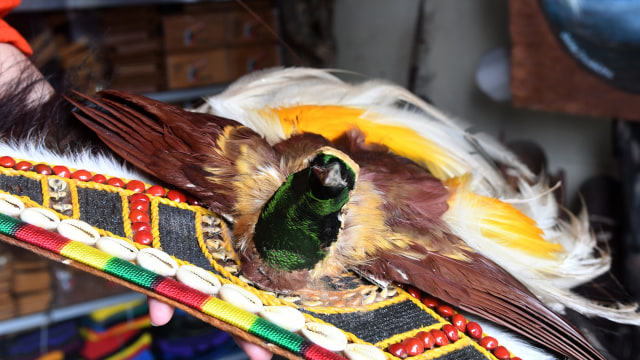 Mengenal Kebiasaan Burung Cenderawasih Yang Memikat Dunia