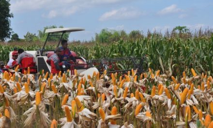Peluang Bisnis Jagung Di Era Pertanian Modern