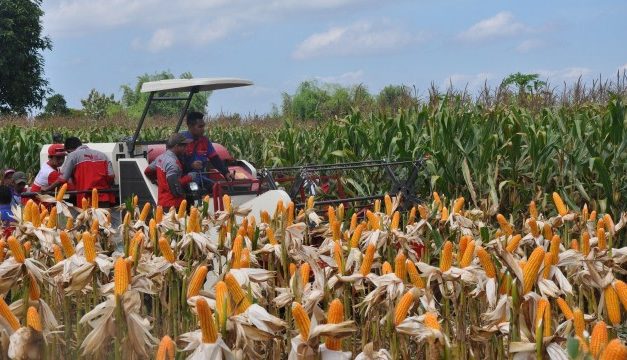 Peluang Bisnis Jagung Di Era Pertanian Modern