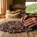 Perjalanan Kopi Sumatra Dari Petani Ke Pasar Global