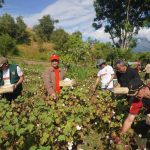 Budidaya Kapas Di Indonesia: Peluang Dan Tantangan Bagi Petani