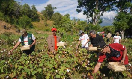 Budidaya Kapas Di Indonesia: Peluang Dan Tantangan Bagi Petani