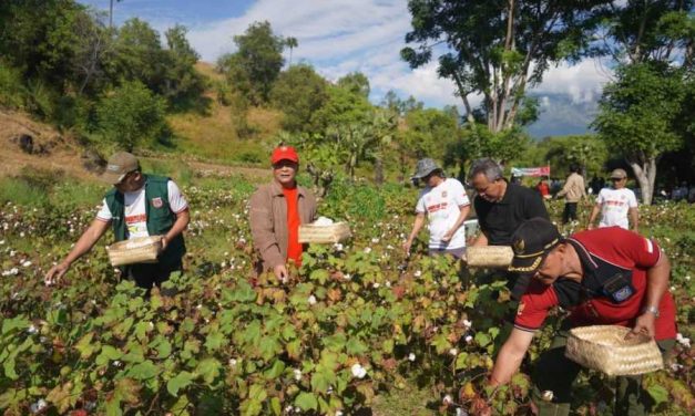 Budidaya Kapas Di Indonesia: Peluang Dan Tantangan Bagi Petani