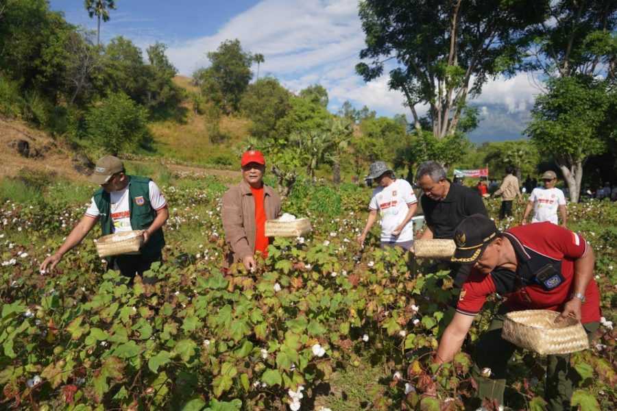 Budidaya Kapas Di Indonesia: Peluang Dan Tantangan Bagi Petani