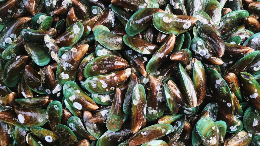 Kehidupan Kerang, Manfaat, Dan Perannya Dalam Ekosistem Laut