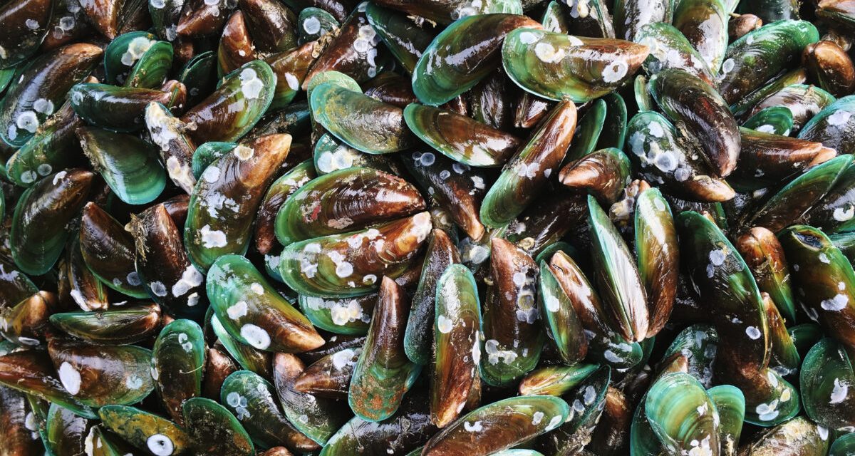 Kehidupan Kerang, Manfaat, Dan Perannya Dalam Ekosistem Laut