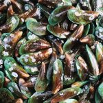Kehidupan Kerang, Manfaat, Dan Perannya Dalam Ekosistem Laut