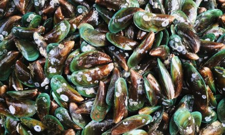 Kehidupan Kerang, Manfaat, Dan Perannya Dalam Ekosistem Laut