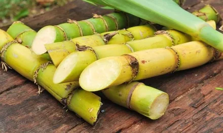 Manfaat Tebu, Kandungan Gizi, Dan Proses Pengolahannya