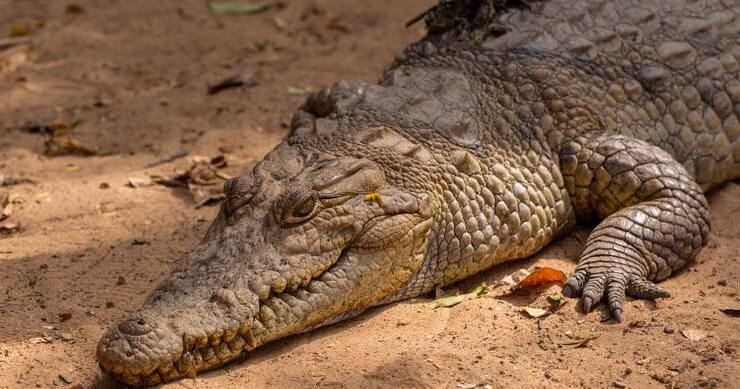 Buaya: Mengenal Karakteristik Reptil Dan Habitat Alaminya