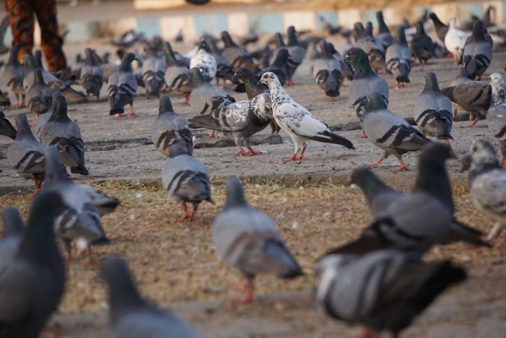 Burung Di Perkotaan: Mengenal Satwa Yang Hidup Di Sekitar