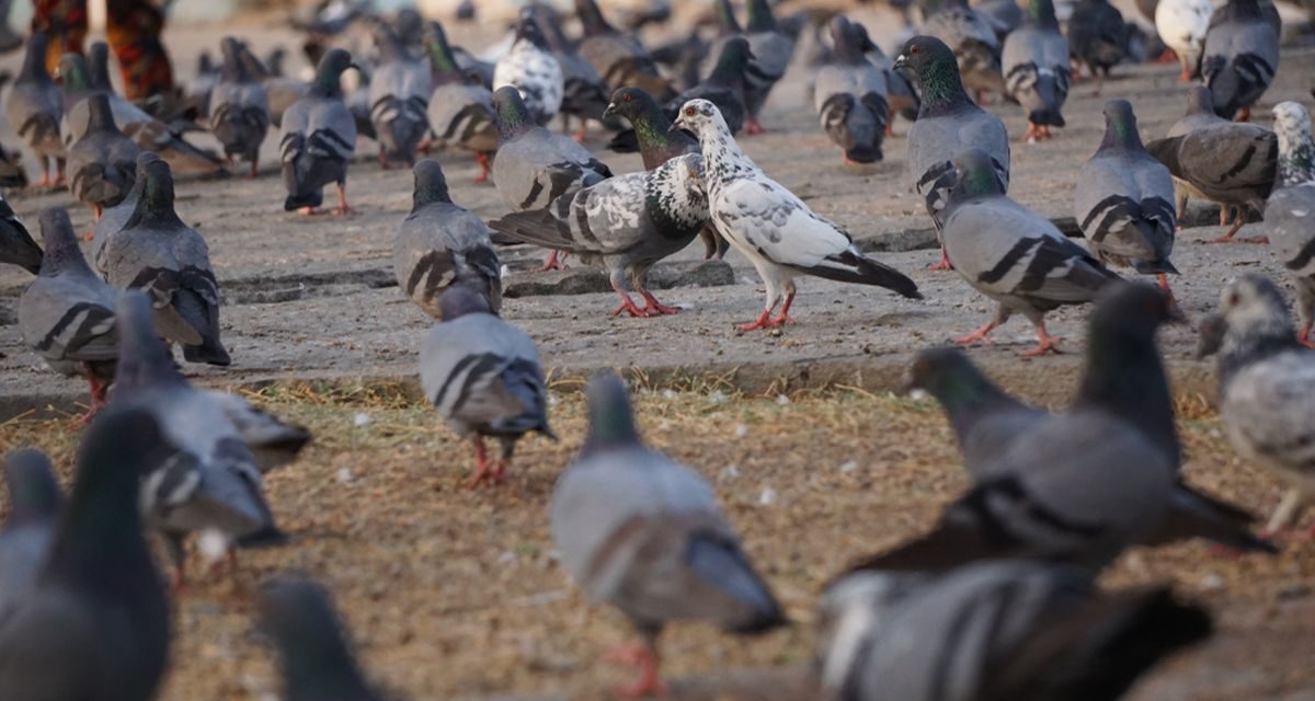 Burung Di Perkotaan: Mengenal Satwa Yang Hidup Di Sekitar