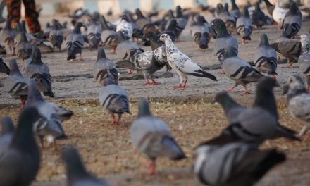 Burung Di Perkotaan: Mengenal Satwa Yang Hidup Di Sekitar