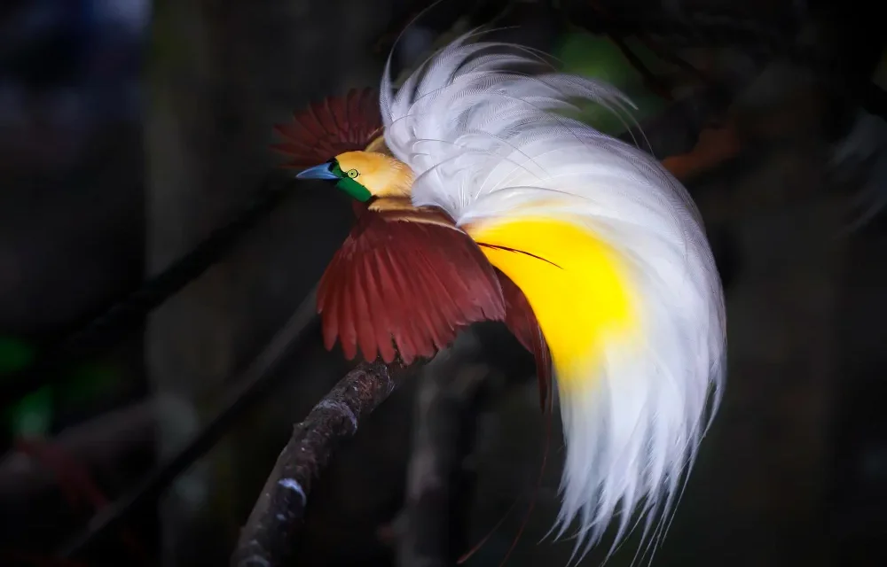 Burung Indonesia: Keanekaragaman Spesies Menjaga Habitat