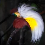 Burung Indonesia: Keanekaragaman Spesies Menjaga Habitat