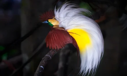 Burung Indonesia: Keanekaragaman Spesies Menjaga Habitat