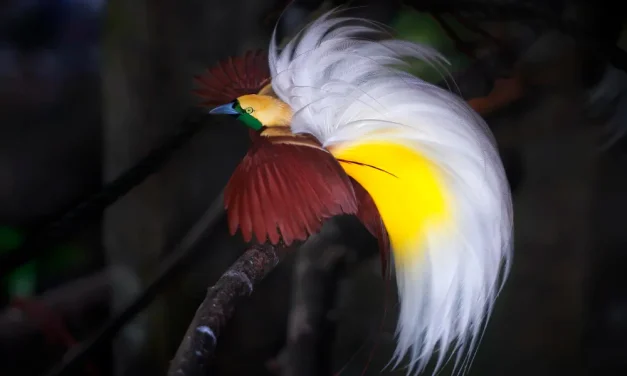Burung Indonesia: Keanekaragaman Spesies Menjaga Habitat