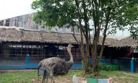 Hewan Di Hutan: Peran Satwa Menjaga Keseimbangan Alam