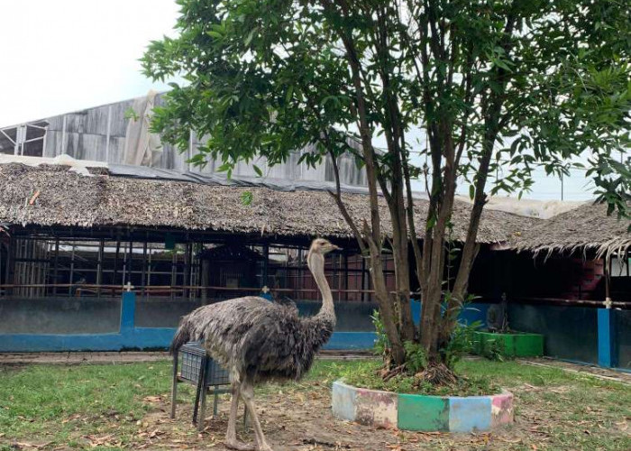 Hewan Di Hutan: Peran Satwa Menjaga Keseimbangan Alam
