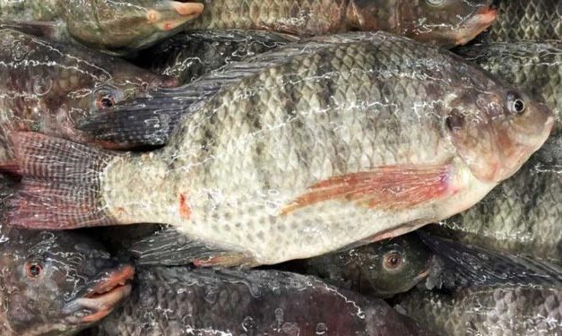 Ikan Air Tawar: Beragam Jenis Sering Dikonsumsi Masyarakat