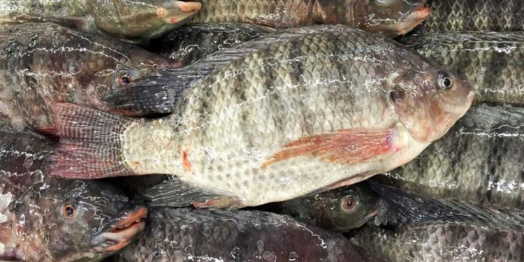Ikan Air Tawar: Beragam Jenis Sering Dikonsumsi Masyarakat