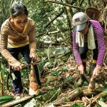 Hutan Bambu: Tanaman Bambu Bagi Lingkungan Dan Masyarakat