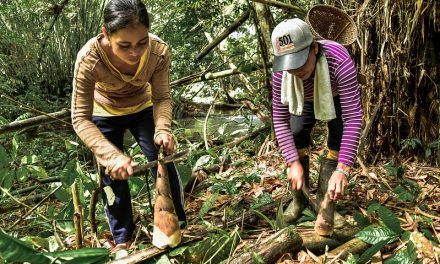 Hutan Bambu: Tanaman Bambu Bagi Lingkungan Dan Masyarakat