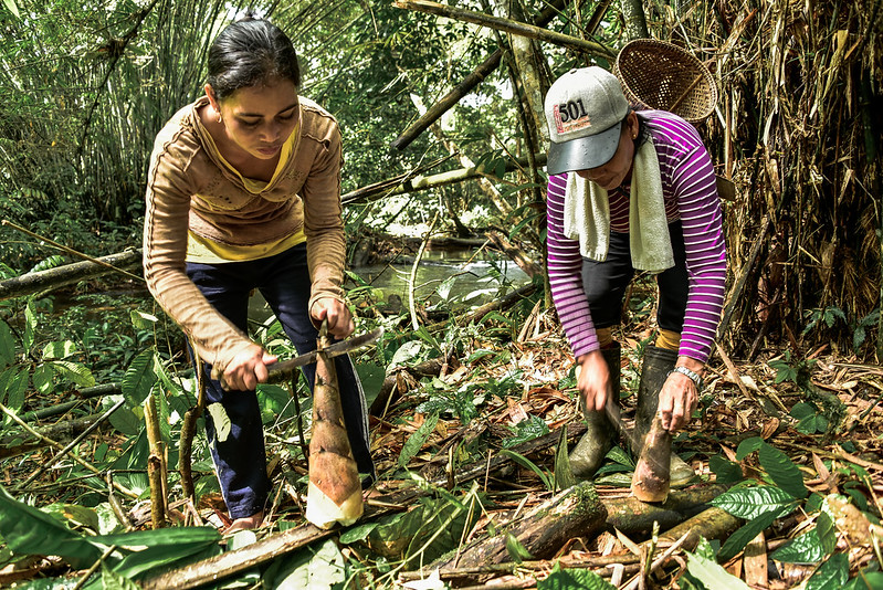 Hutan Bambu: Tanaman Bambu Bagi Lingkungan Dan Masyarakat