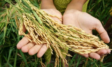 Ketahanan Pangan: Strategi Memenuhi Kebutuhan Secara Mandiri