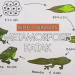 Mengenal Siklus Hidup Katak, Habitat, Dan Perannya Di Ekosistem