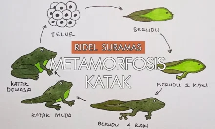 Mengenal Siklus Hidup Katak, Habitat, Dan Perannya Di Ekosistem