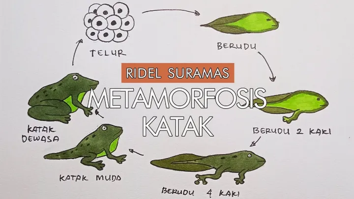 Mengenal Siklus Hidup Katak, Habitat, Dan Perannya Di Ekosistem